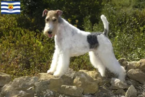 Read more about the article Fox Terrier breeders and puppies in Zeeland