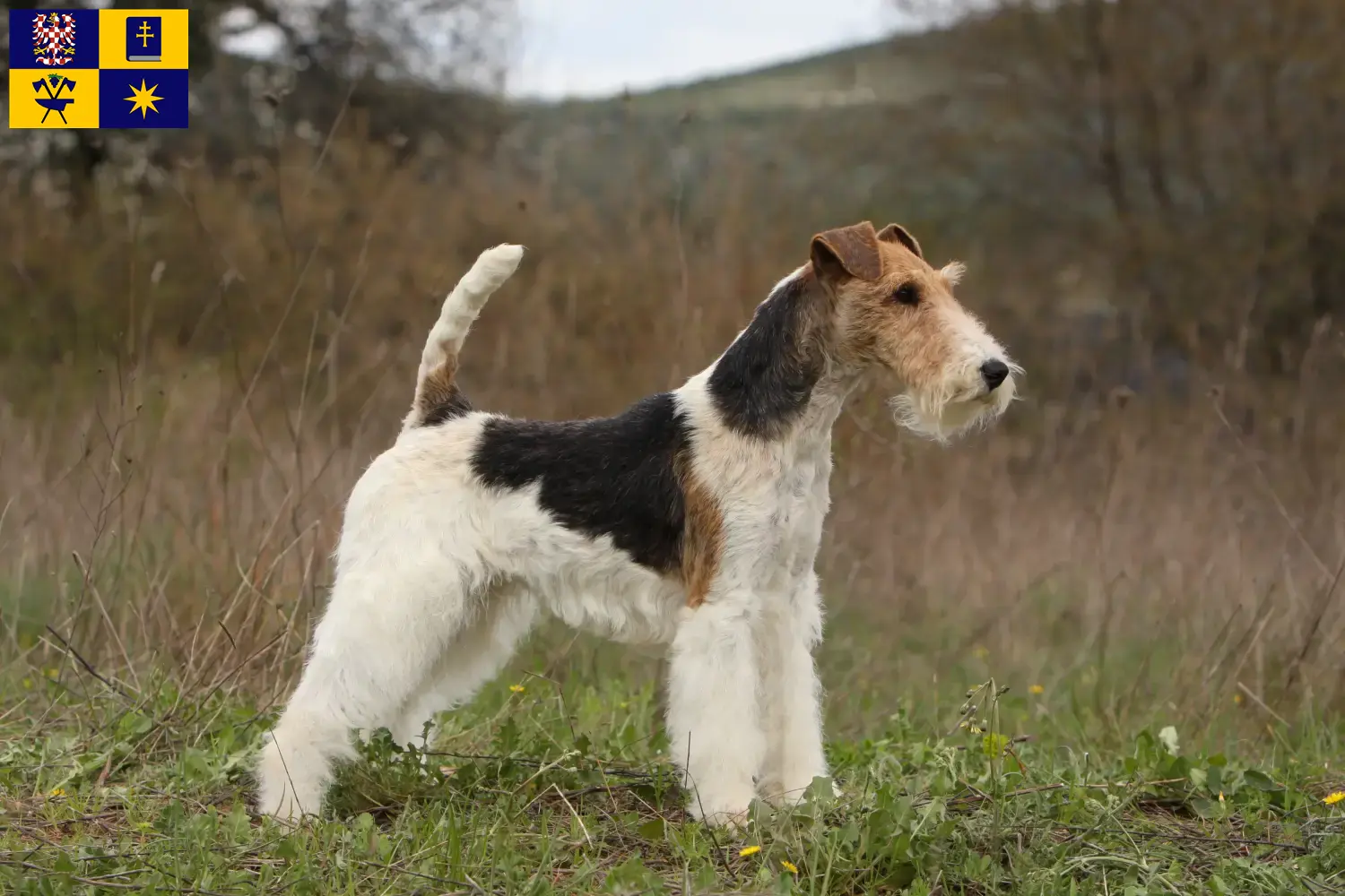 Read more about the article Fox Terrier breeders and puppies in Zlín