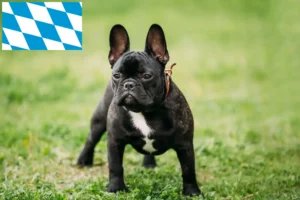 Read more about the article French Bulldog breeders and puppies in Bavaria