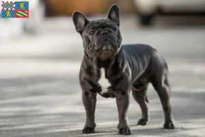 Read more about the article French Bulldog breeders and puppies in Bourgogne-Franche-Comté