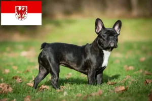 Read more about the article French Bulldog breeders and puppies in Brandenburg