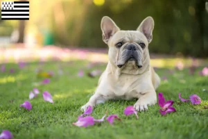 Read more about the article French Bulldog breeders and puppies in Brittany