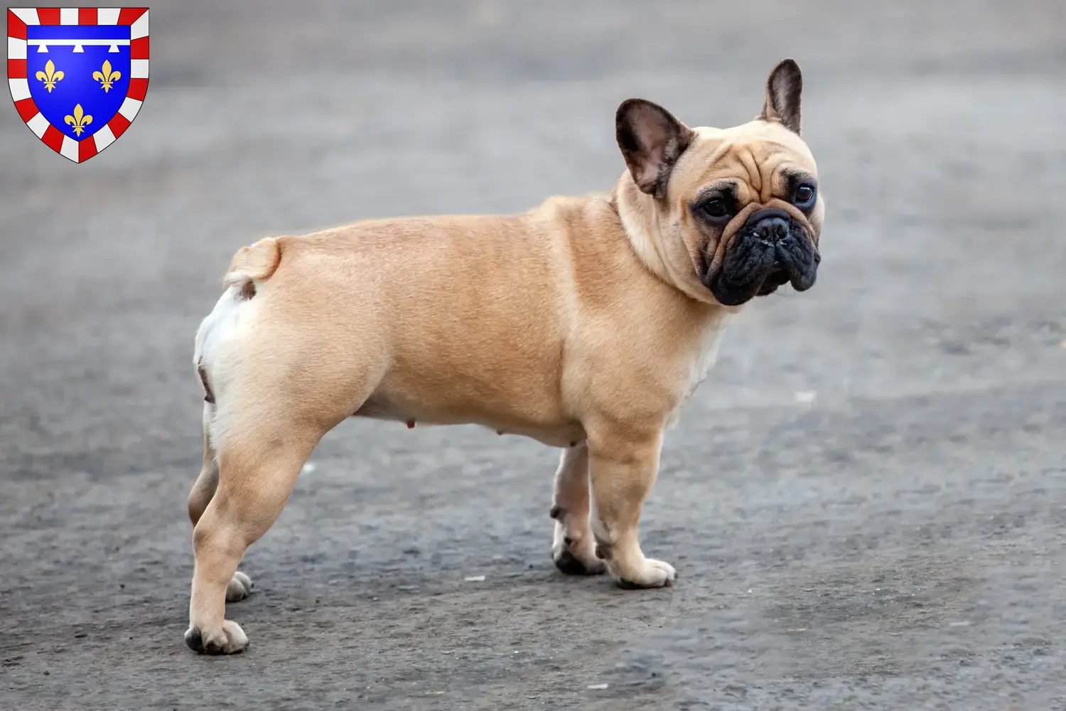 Read more about the article French Bulldog breeders and puppies in Centre-Val de Loire