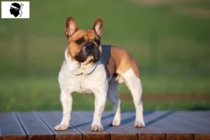 Read more about the article French Bulldog breeders and puppies in Corsica