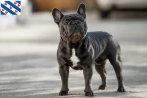 Read more about the article French Bulldog breeders and puppies in Friesland