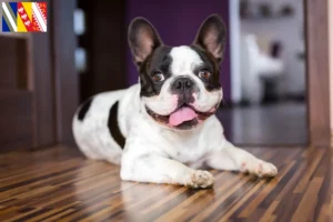 Read more about the article French Bulldog breeders and puppies in Grand Est