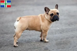 Read more about the article French Bulldog breeders and puppies in Groningen