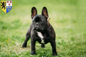 Read more about the article French Bulldog breeders and puppies in Hauts-de-France