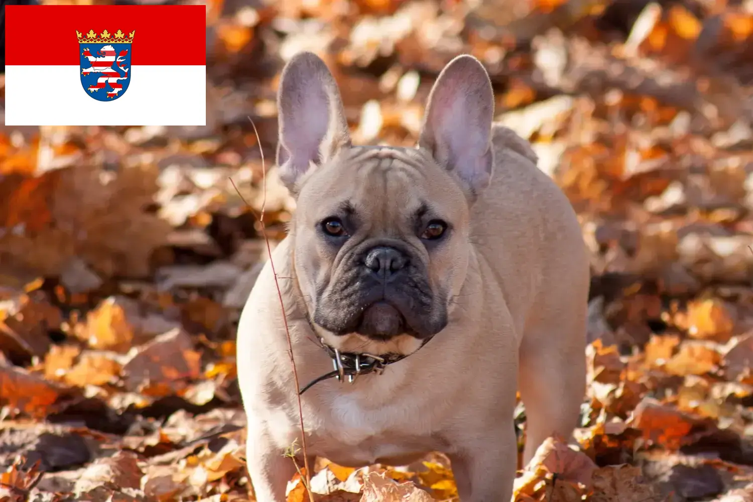Read more about the article French Bulldog breeders and puppies in Hessen