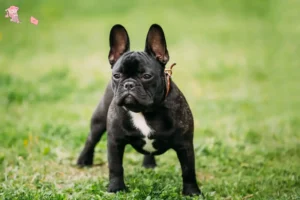 Read more about the article French Bulldog breeders and puppies in Hovedstaden