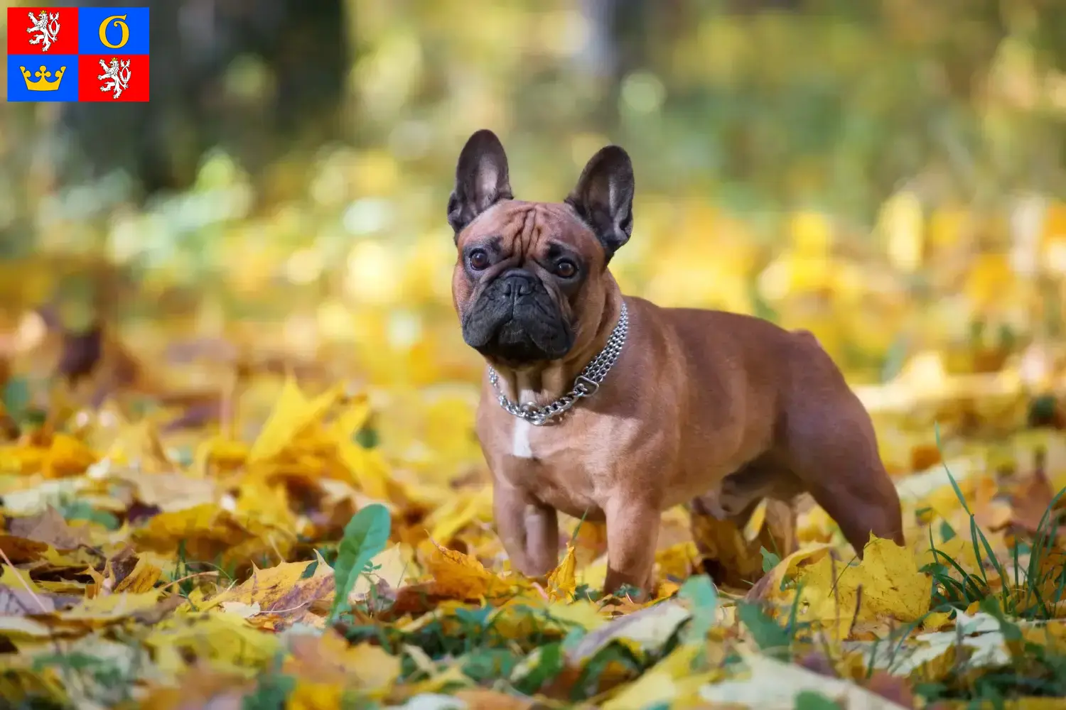 Read more about the article French Bulldog breeders and puppies in Hradec Králové