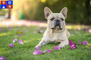 Read more about the article French Bulldog breeders and puppies in Liberec