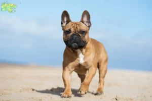 Read more about the article French Bulldog breeders and puppies in Midtjylland