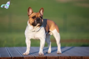 Read more about the article French Bulldog breeders and puppies in Nordjylland