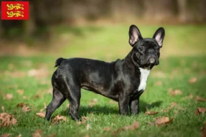 Read more about the article French Bulldog breeders and puppies in Normandy