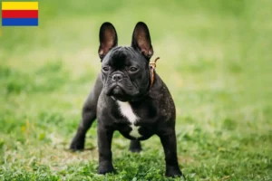 Read more about the article French Bulldog breeders and puppies in North Holland