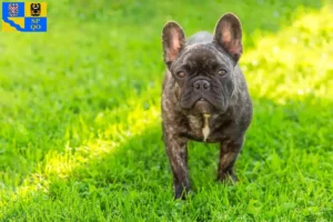 Read more about the article French Bulldog breeders and puppies in Olomouc