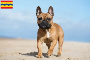 Read more about the article French Bulldog breeders and puppies in Overijssel