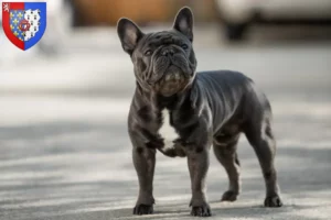 Read more about the article French Bulldog breeders and puppies in Pays de la Loire