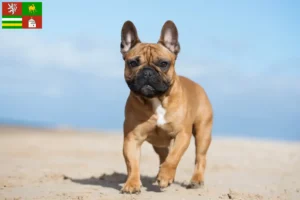 Read more about the article French Bulldog breeders and puppies in Pilsen