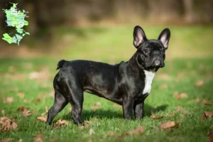 Read more about the article French Bulldog breeders and puppies in Sjælland