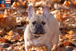 Read more about the article French Bulldog breeders and puppies in South Moravia