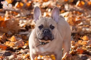 Read more about the article French Bulldog breeders and puppies in Syddanmark
