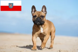 Read more about the article French Bulldog breeders and puppies in Thuringia