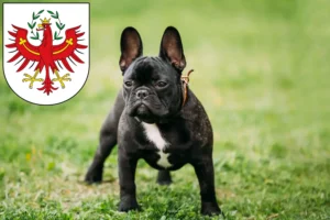 Read more about the article French Bulldog breeders and puppies in Tyrol