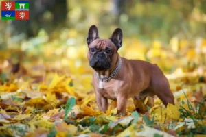 Read more about the article French Bulldog breeders and puppies in Ústí