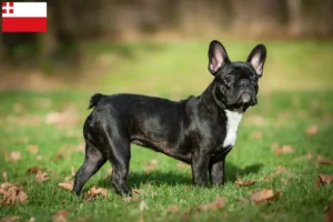 Read more about the article French Bulldog breeders and puppies in Utrecht