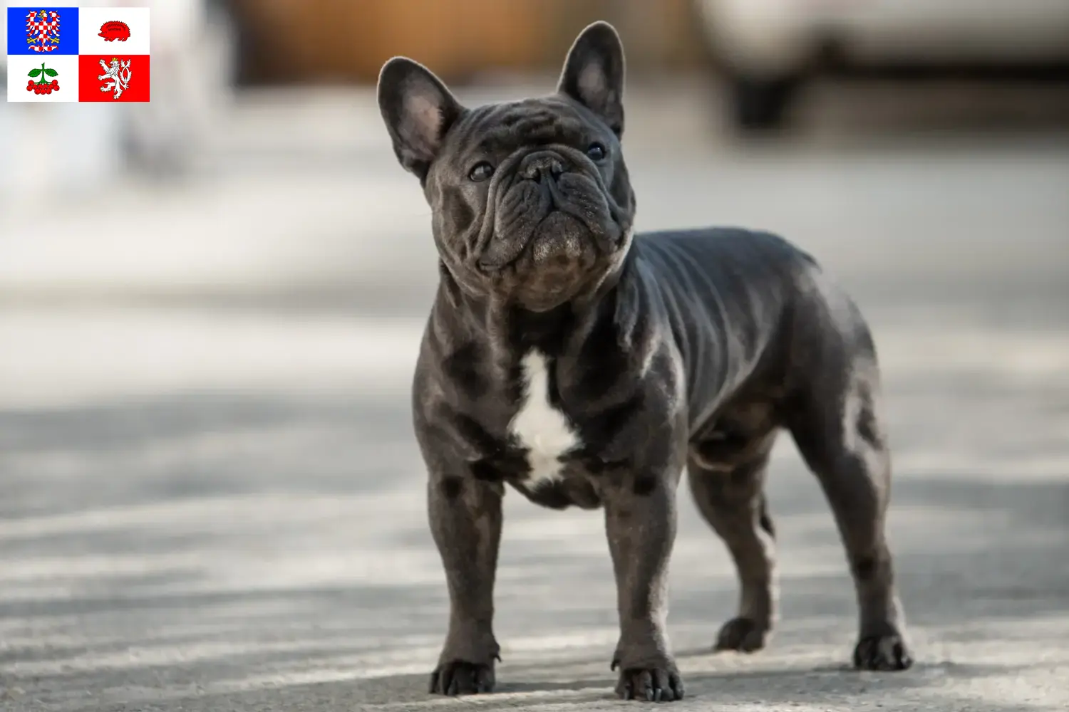 Read more about the article French Bulldog breeders and puppies in Vysočina