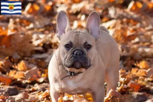 Read more about the article French Bulldog breeders and puppies in Zeeland