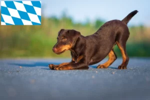 Read more about the article German Hunting Terrier breeders and puppies in Bavaria