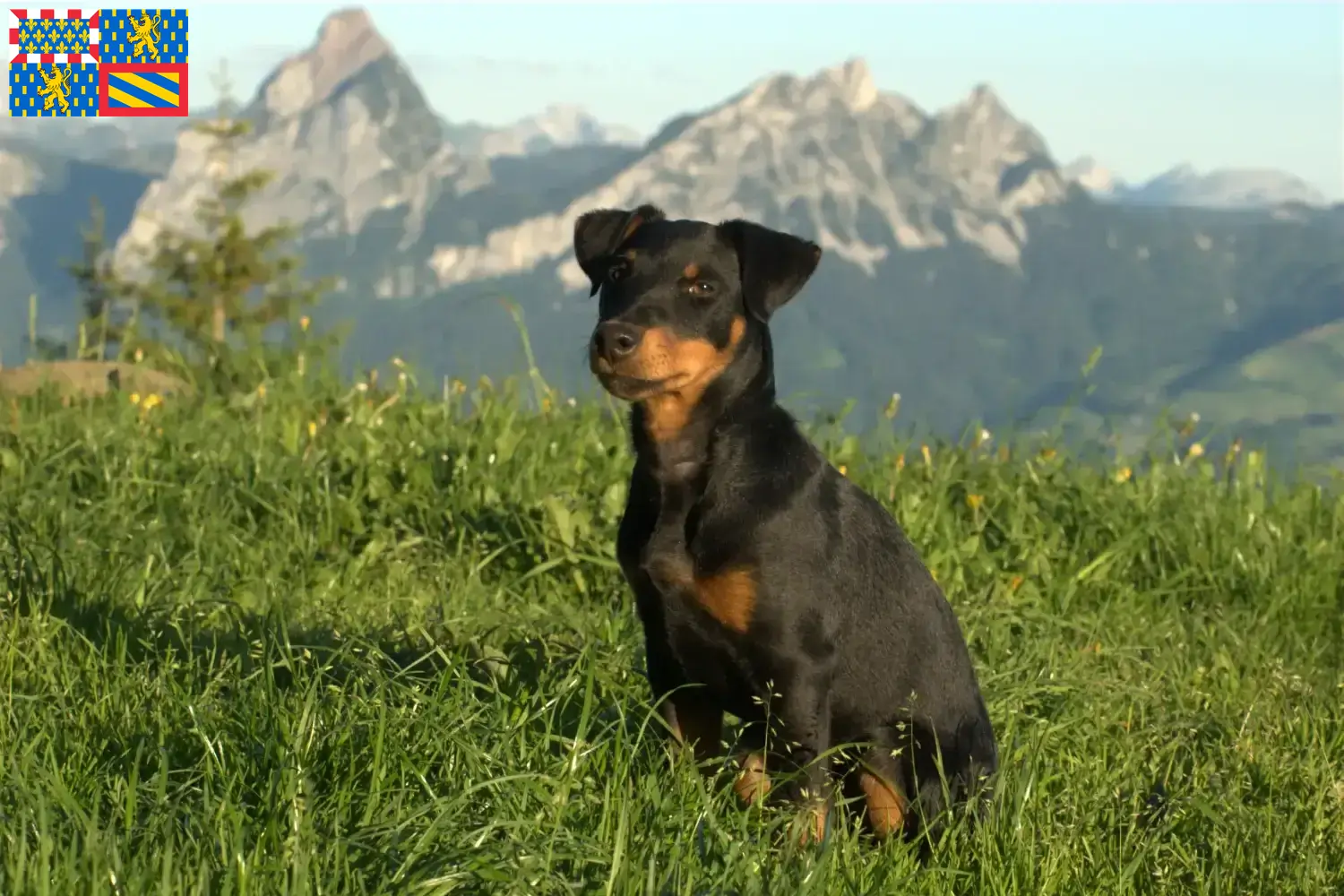 Read more about the article German Hunting Terrier breeders and puppies in Bourgogne-Franche-Comté