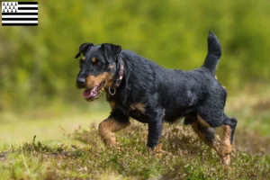 Read more about the article German Hunting Terrier breeders and puppies in Brittany