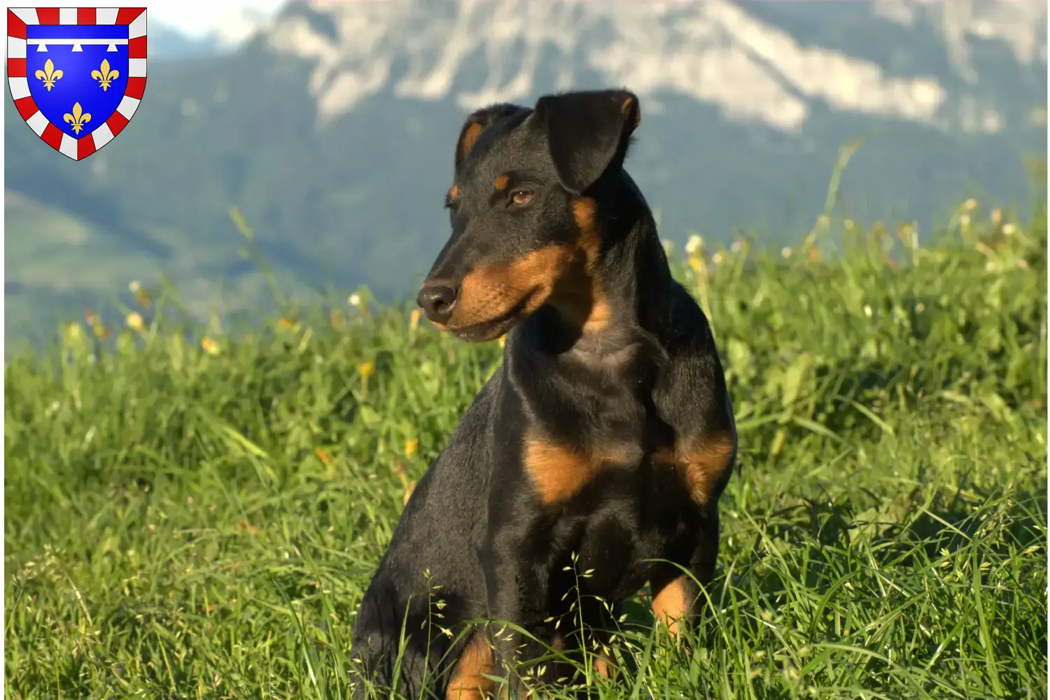 Read more about the article German Hunting Terrier breeder and puppies in Centre-Val de Loire