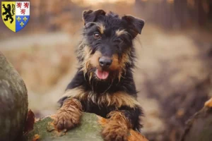 Read more about the article German Hunting Terrier breeders and puppies in Hauts-de-France