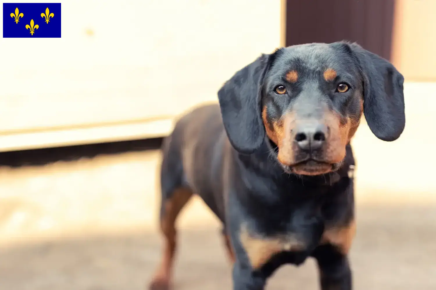 Read more about the article German Hunting Terrier breeders and puppies in Île-de-France