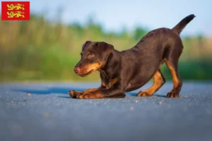 Read more about the article German Hunting Terrier breeders and puppies in Normandy