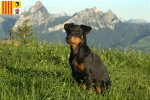 Read more about the article German Hunting Terrier breeders and puppies in Provence-Alpes-Côte d’Azur