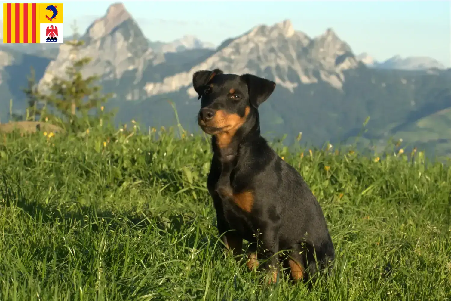 Read more about the article German Hunting Terrier breeders and puppies in Provence-Alpes-Côte d’Azur