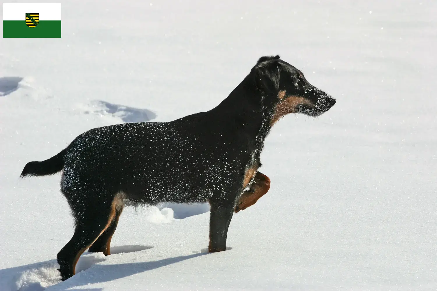 Read more about the article German Hunting Terrier breeders and puppies in Saxony