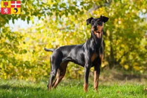 Read more about the article German Pinscher breeders and puppies in Auvergne-Rhône-Alpes