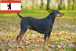 Read more about the article German Pinscher breeder and puppies in Berlin