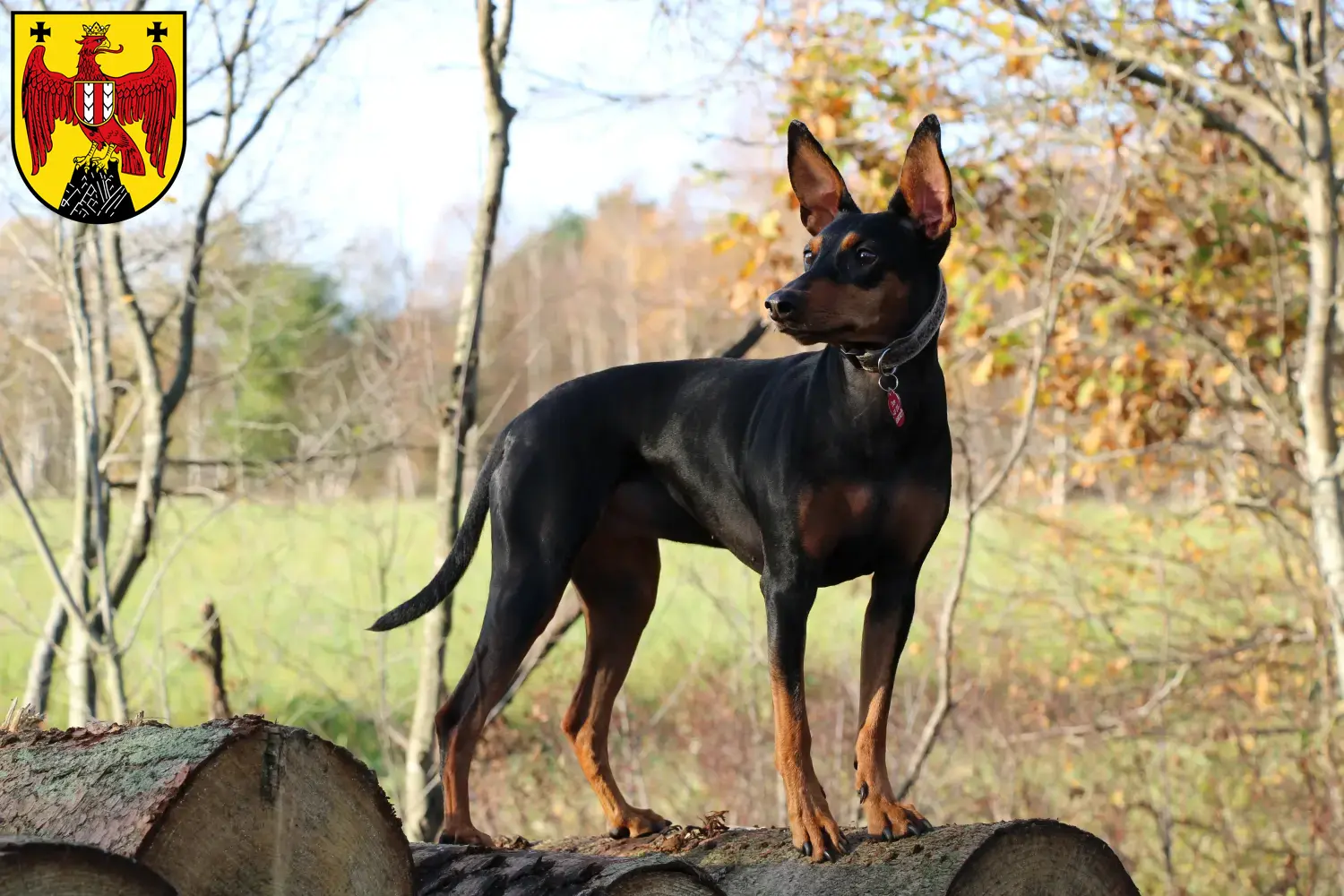 Read more about the article German Pinscher breeder and puppies in Burgenland