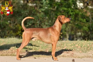 Read more about the article German Pinscher breeders and puppies in Carinthia