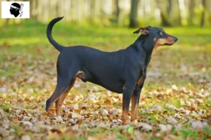 Read more about the article German Pinscher breeder and puppies in Corsica