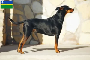 Read more about the article German Pinscher breeder and puppies in Flevoland