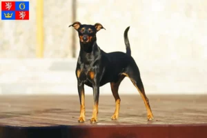 Read more about the article German Pinscher breeder and puppies in Hradec Králové